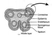 Draw a schematic transverse section of a mature anther of an angiosperm